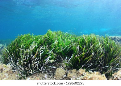 Neptune Grass On A Spanish Mediterranean Beach