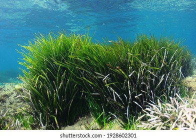 Neptune Grass On A Spanish Mediterranean Beach