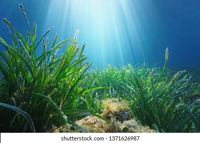 Neptune Seagrass Posidonia Oceanica Underwater With Natural Sunlight In Mediterranean Sea, France