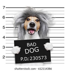 Nerd Crazy Jack Russell Dog At The Police Station For A Mugshot, As Criminal Or Guilty , Holding A Prison Banner