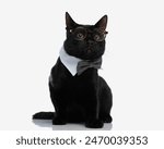 nerdy black cat wearing glasses and bowtie looking to side while sitting on white background