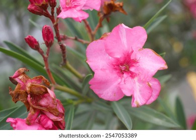 Nerium oleander in bloom, Pink siplicity bunch of flowers and green leaves on branches, Nerium Oleander shrub Pink flowers, ornamental shrub branches in daylight, bunch of flowers closeup - Powered by Shutterstock