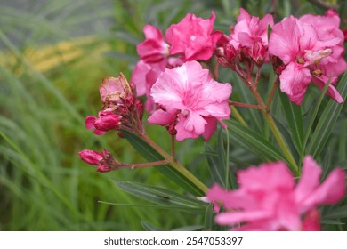 Nerium oleander in bloom, Pink siplicity bunch of flowers and green leaves on branches, Nerium Oleander shrub Pink flowers, ornamental shrub branches in daylight, bunch of flowers closeup - Powered by Shutterstock