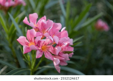 Nerium oleander in bloom, Pink siplicity bunch of flowers and green leaves on branches, Nerium Oleander shrub Pink flowers, ornamental shrub branches in daylight, bunch of flowers closeup
 - Powered by Shutterstock