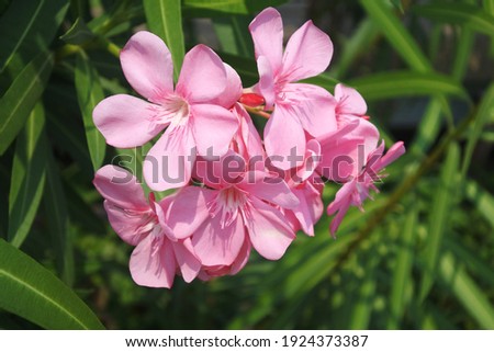 Nerium oleander, commonly known as oleander or nerium, is a fast growing shrub or small tree as subfamily Apocynoideae of the dogbane family Apocynaceae and is cultivated worldwide.