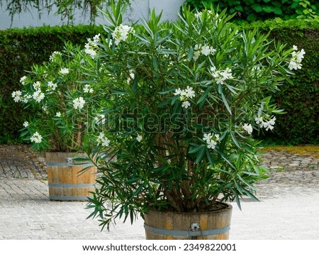 Nerium oleander. Ornamental tree in pots with clusters of five-lobed white flowers at the end of grayish stems bearing lanceolate and narrow light to dark green glossy leaves