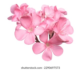 Nerium oleander, Pink oleander flowers isolated on white background with clipping path                            - Powered by Shutterstock