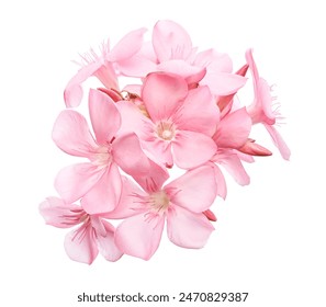 Nerium oleander, Pink oleander flowers isolated on white background with clipping path                                                                             - Powered by Shutterstock