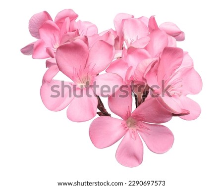 Nerium oleander, Pink oleander flowers isolated on white background with clipping path                           