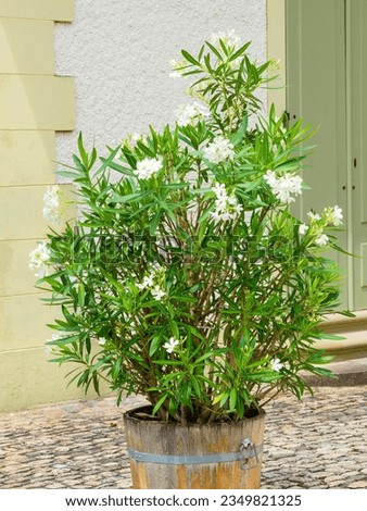 Nerium oleander plants with white inflorescence between lanceolate-linear glossy green foliage in pots