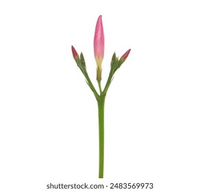 Nerium, oleander or rosebay with pink bud, flowers isolated on white background	 - Powered by Shutterstock