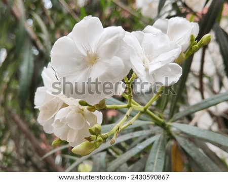 Nerium Oleander Toulouse, Dogbane family Apocynaceae, Oleander is an ornamental, pure white flowers, hedges with many funnel-shaped blossoms, white flowers and foliage, Oleander is an ornamental shrub