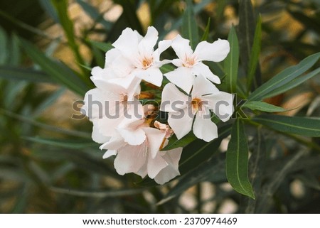 Nerium oleander: white flowers of oleander blooms in the garden in summer.