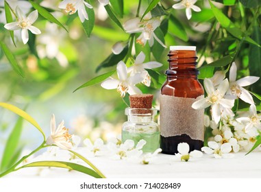 Neroli (bitter Orange) Blossom Perfume. Citrus Essential Oil Bottles, Spring Flowering Tree With White Aroma Flowers And Green Freshness. Herbal Beauty Treatment  