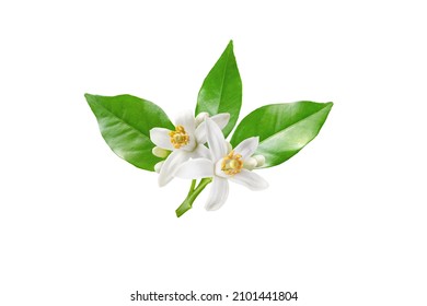 Neroli blossom branch with white flowers, buds and leaves isolated on white. Orange tree citrus bloom. - Shutterstock ID 2101441804