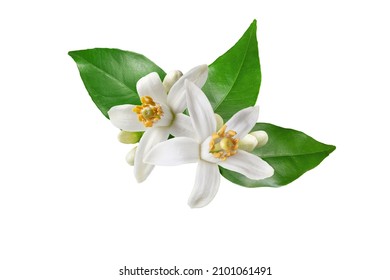 Neroli blossom. Citrus bloom. Orange tree white flowers, buds and leaves isolated on white. 