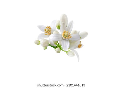Neroli blossom. Citrus bloom. Orange tree white flowers and buds bunch isolated on white.  - Shutterstock ID 2101441813