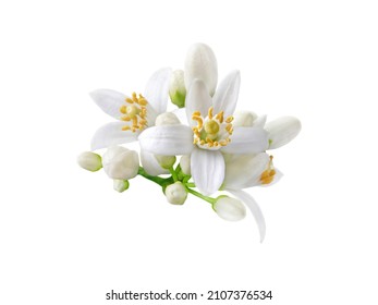 Neroli blossom. Citrus bloom. Orange tree white flowers and buds bunch isolated on white. - Shutterstock ID 2107376534