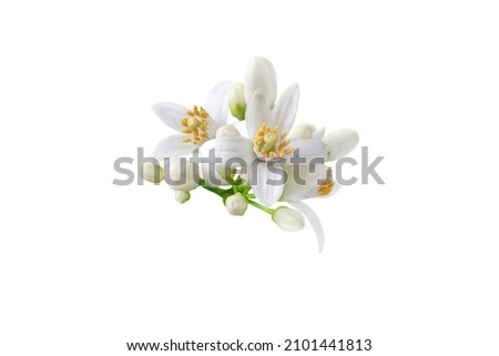 Neroli blossom. Citrus bloom. Orange tree white flowers and buds bunch isolated on white. 