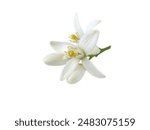 Neroli blossom flowers and buds isolated on white. White bitter orange citrus flower bunch. Fleur d