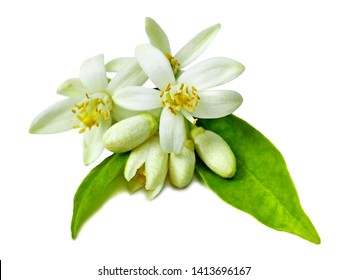Neroli (Citrus aurantium) flower isolated on white. Fresh white neroli flowers, green leaf. Natural orange flower for attar perfume (neroli essential oil) isolated macro closeup. Flowers, buds & leaf