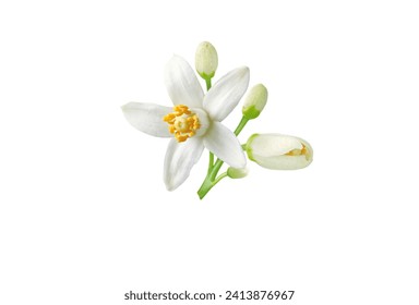 Neroli flower and buds branch isolated on white. White fleur d'oranger citrus bloom. Orange tree blossom.
Blooming tropical plant. Floral mediterranean perfume note. - Powered by Shutterstock