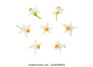 Neroli white flower in different positions set isolated on white. Citrus bloom. Seven orange tree blossoms.