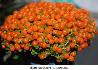 Nertera granadensis, coral bead plant, or coral moss, or English baby tears, is a ground cover with orange berries