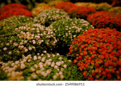 Nertera granadensis, coral bead plant and pin-cushion plant coral moss, English baby tears as a concept of eco plants for home. Eco friendly life with indoor plants. Orange, white berries green moss - Powered by Shutterstock