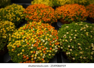 Nertera granadensis, coral bead plant and pin-cushion plant coral moss, English baby tears as a concept of eco plants for home. Eco friendly life with indoor plants. Orange, white berries green moss - Powered by Shutterstock