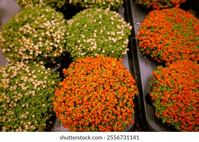 Nertera granadensis, coral bead plant and pin-cushion plant coral moss, English baby tears as a concept of eco plants for home. Eco friendly life with indoor plants. Orange, white berries green moss - Powered by Shutterstock