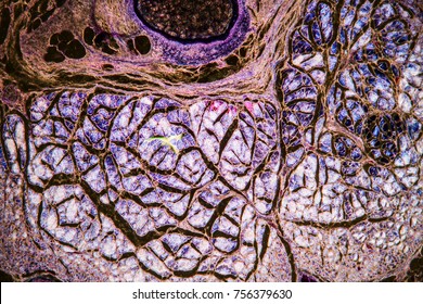 Nerve Cells Under The Microscope