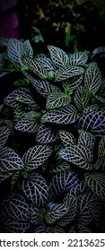 Nerve Plant In Dark Background 