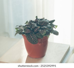 Nerve plant, Fittonia albivenis or Mosaic plant in horizontal, leaf pattern, Fittnoia plant for terrarium, humidity loving decor plant, Horizontal - Powered by Shutterstock