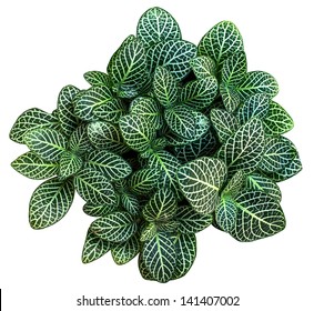 Nerve plant on white background. - Powered by Shutterstock