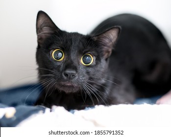 A nervous black shorthair cat with huge eyes and dilated pupils
