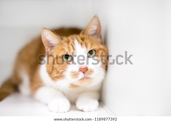 Nervous Timid Domestic Shorthair Cat Orange Stock Photo Edit Now