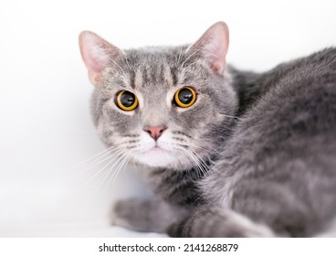 A nervous wide-eyed tabby shorthair cat with dilated pupils
