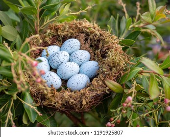 Nest of 9 blue jay eggs sitting in nest unprotected