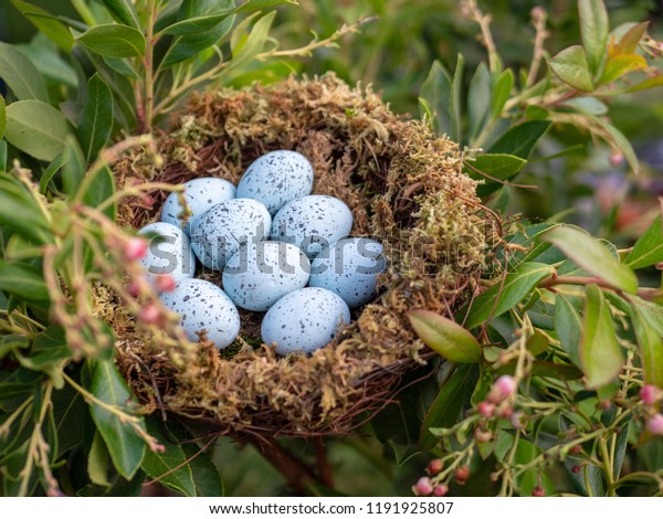 Nest 9 Blue Jay Eggs Sitting Stock Photo Edit Now