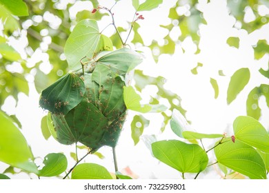 Nest ant on tree in natural forest view