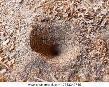 Nest of Antlion - Antlion from being a home for retreats, it is also a place to catch prey such as ants and other insects.