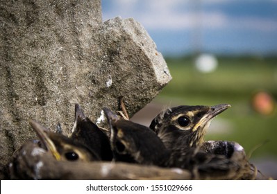 Nest Of Baby Birds On Old Grave Stone.