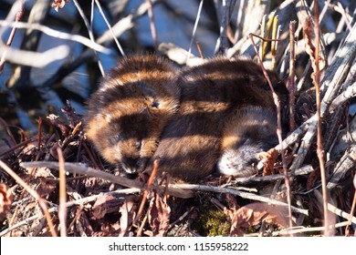 baby muskrat