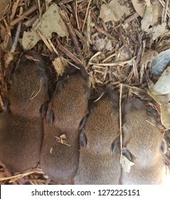 Nest Of Baby Rats, Mice Are Carriers Of Various Diseases