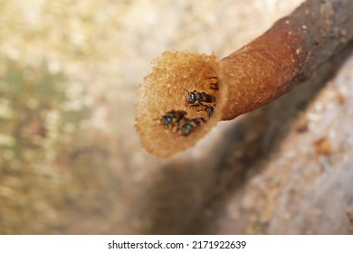 The nest of a bee on the tree - Shutterstock ID 2171922639