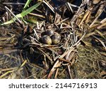 Nest of Black tern in the floodplain of Pripyat river