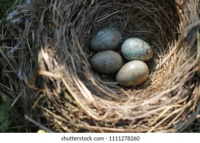 Nest With Bluebird Eggs