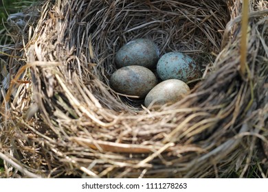 Nest With Bluebird Eggs