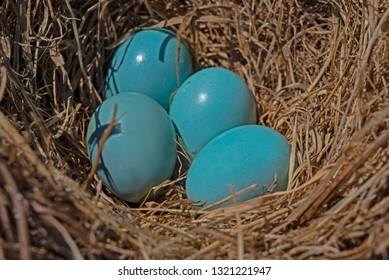 A Nest With Bluebird Eggs.